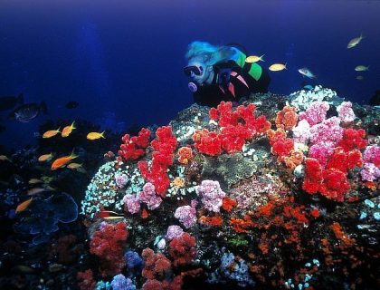 Diving in the Indian Ocean