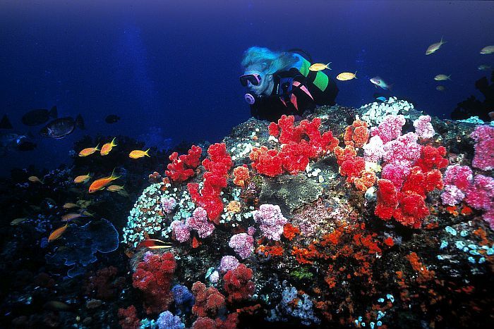 Diving in the Indian Ocean