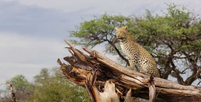 Cedarberg Travel | Okavango Delta Safari