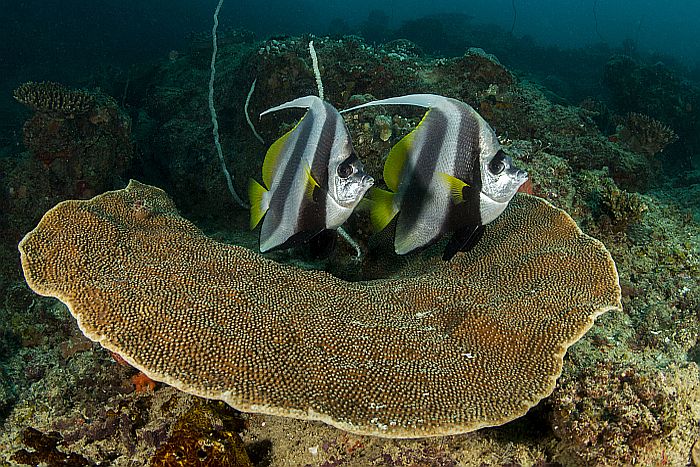 Mozambique diving