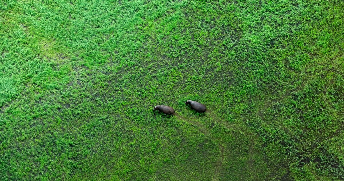 Okavango Delta Safari - hippo in green