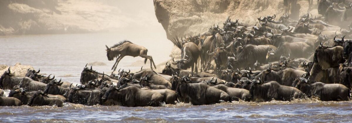 Serengeti Migration River