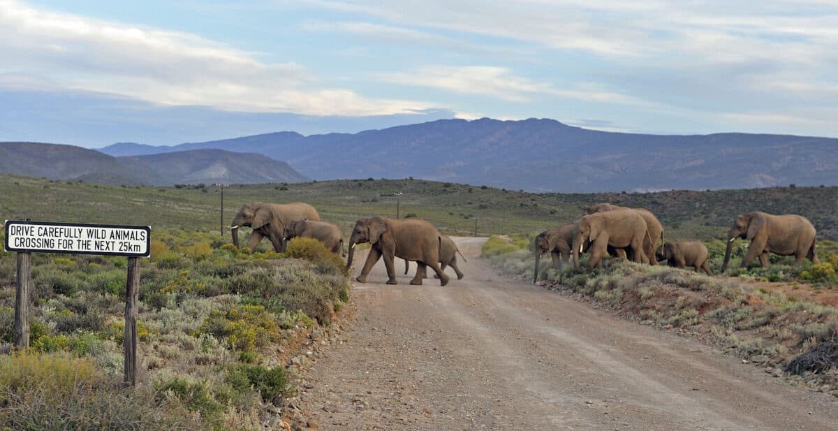 Hermanus & Route 62 - Sanbona elephants