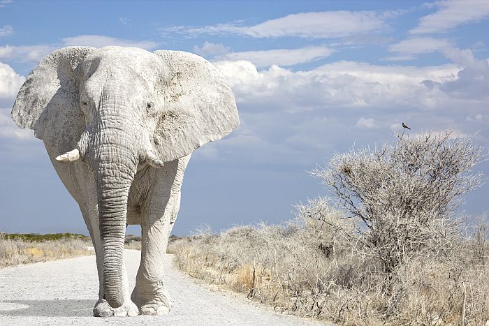 Namibia self-drive - Etosha, White elephant walks on road of Namibia South Africa