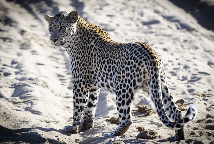 Our top picks for affordable family accommodation in South Africa- Simbavati River Lodge leopard