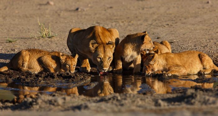 Serengeti safari - Lion Cubs