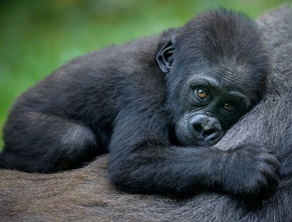 What does a Gorilla safari cost in Rwanda or Uganda?
