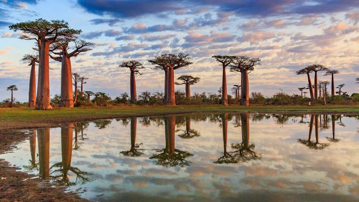 Cedarberg Travel | Western Madagascar Adventure