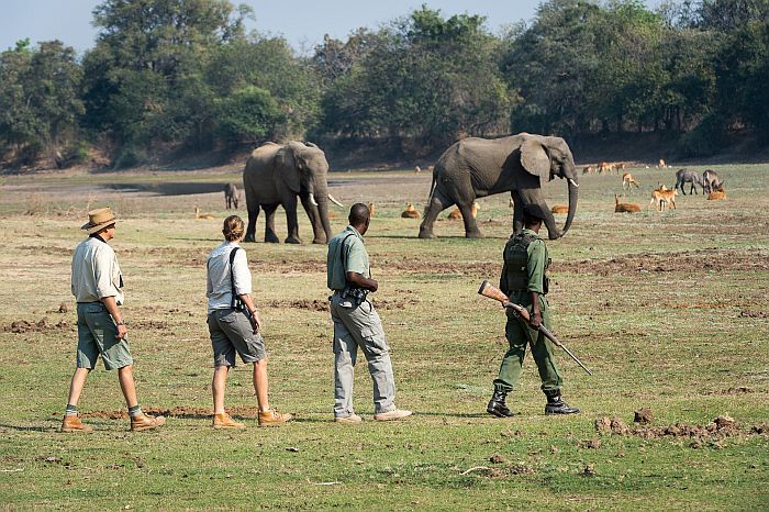 Zambia walking safaris