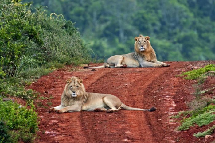 Addo elephant park lions in road