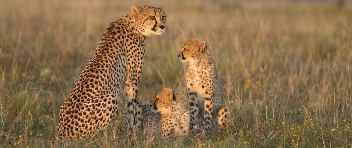 Eastern Cape Game - Cheetah