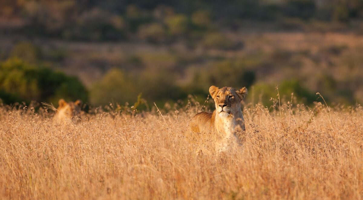 Kwazulu Natal - Phinda lion