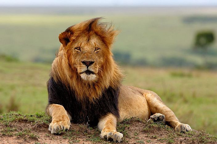 Kenya-Masai-Mara-Male-Lion-SH-700