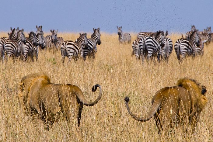 how much cost safari in kenya