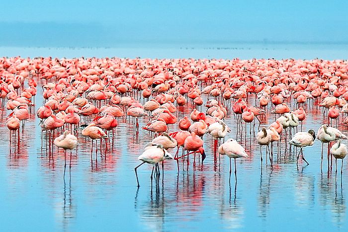Kenya-Rift-Valley-flocks-flamingo