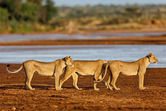 Kenya-Samburu-lions-lake-SS-700