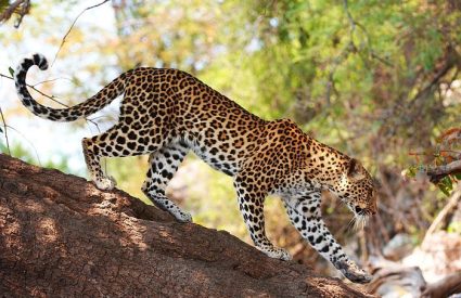 A Botswana Safari with Ker & Downey