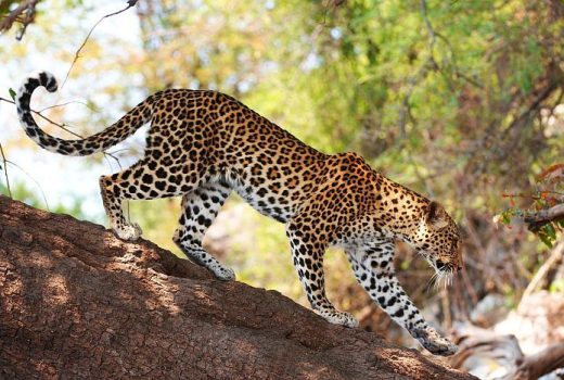 5 Reasons to stay on the Drakensberg Escarpment after a Kruger safari