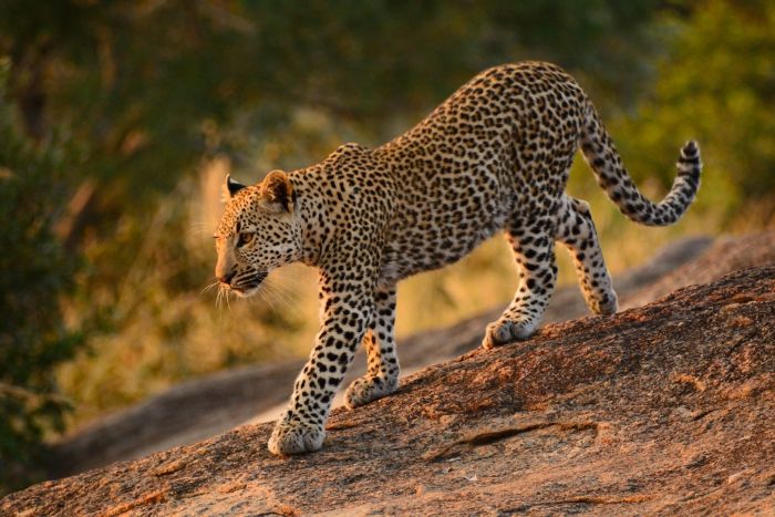 Kruger-National-Park-leopard-SS-700