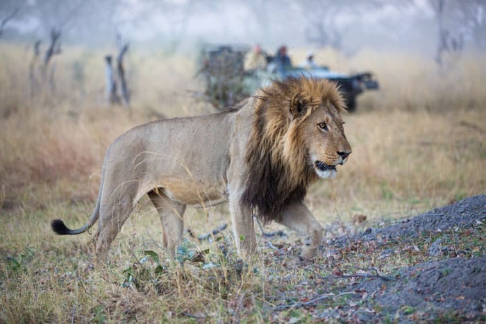Botswana Safaris - Africa safari cost