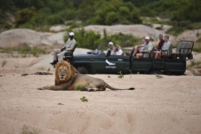 Sabi-Sands-Exeter-Leadwood-Lodge-game-drive-700