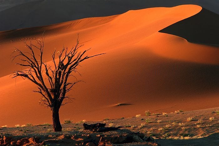 Cedarberg_Africa_Sossusvlei-Namibia-Tree-And-Dune