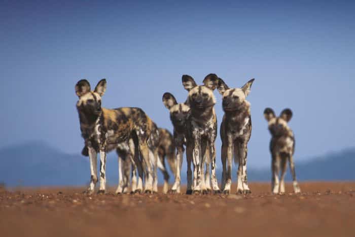 Cedarberg-Africa-Wild dogs in Madikwe