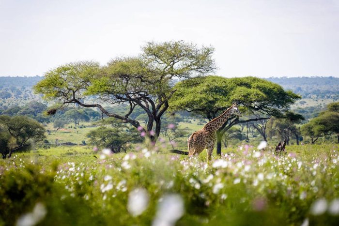 Cedarberg Travel | Sanctuary Swala