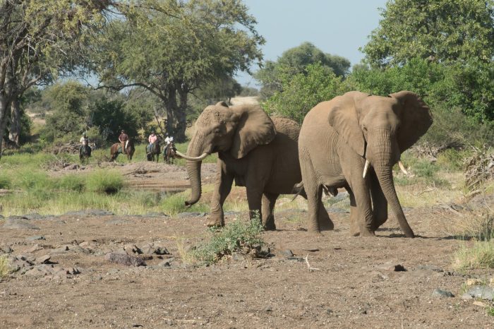 Cedarberg Travel | Mashatu Tented Camp