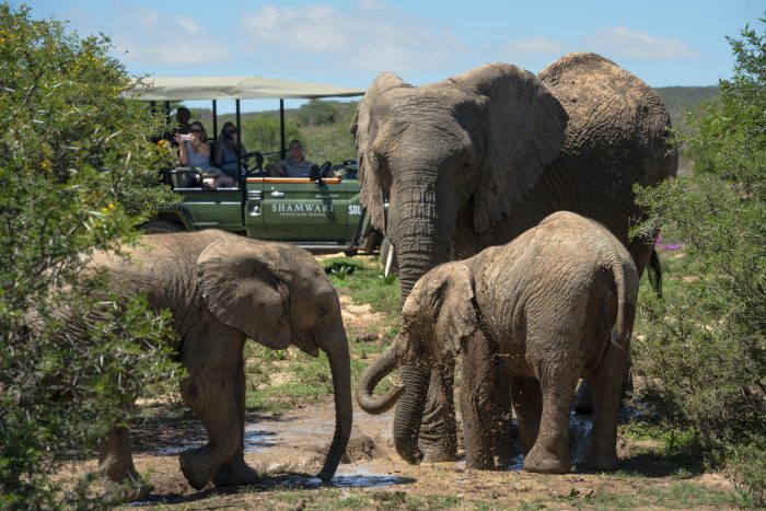 Cedarberg Travel | Long Lee at Shamwari Game Reserve