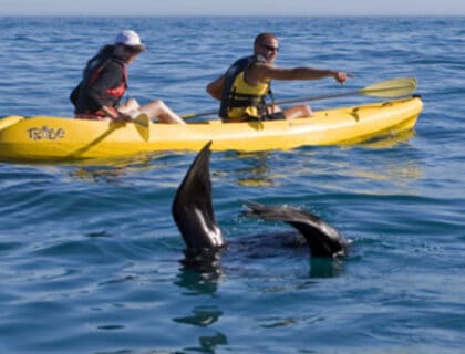 sea kayaking alongside seals