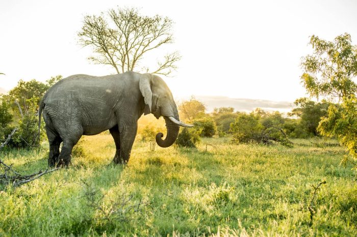 Cedarberg Travel | Singita Ebony