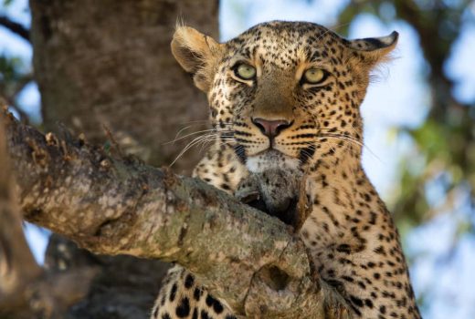 Mana Pools versus Lower Zambezi: A Comparison