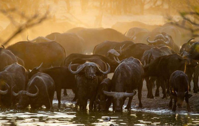 Cedarberg Travel | Nehimba Lodge