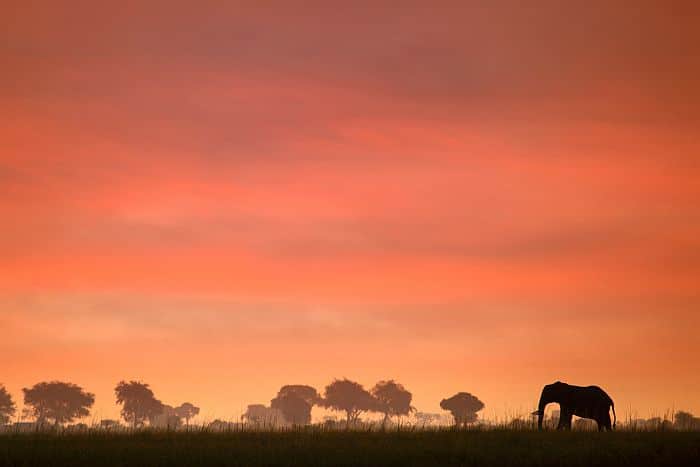 Botswana-elephant-sunset, Africa safari cost