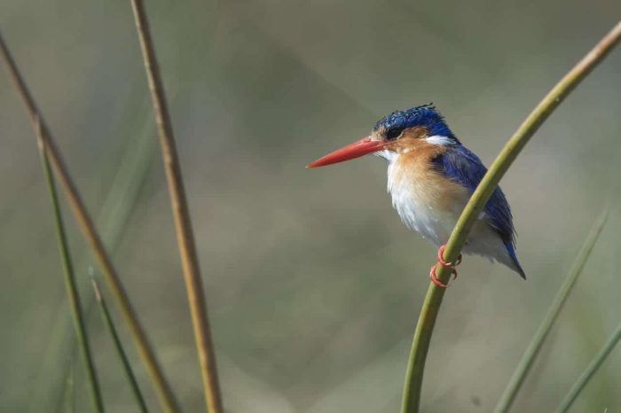 Cedarberg Travel | Khwai Leadwood Camp