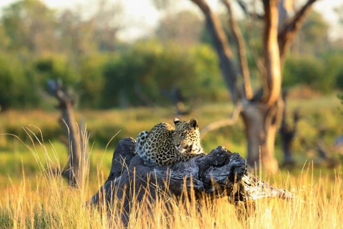 Cedarberg Travel | Khwai Lediba Camp