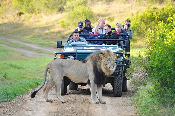 Kariega-Game-Reserve-lion-blocking-vehicle-700