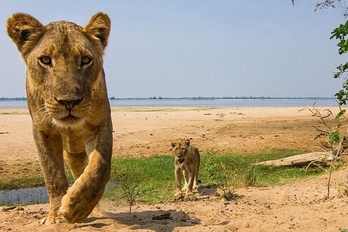 Lower-Zambezi-Chongwe-River-Camp-lion close-up-700