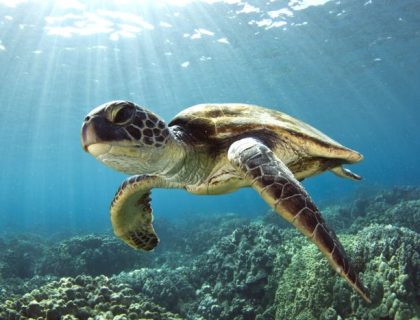 Coastal Maputaland Turtle 