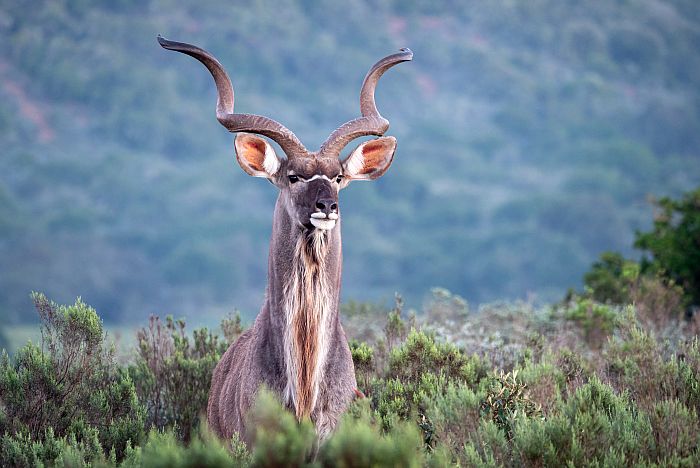 Eastern Cape game reserves - male kudu