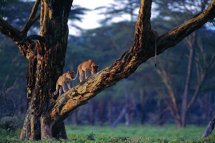 tree-climbing lions on safari in Lake Manyara