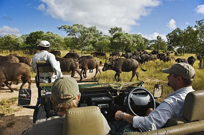 Kruger park safari, on safari at The Royal Malewane