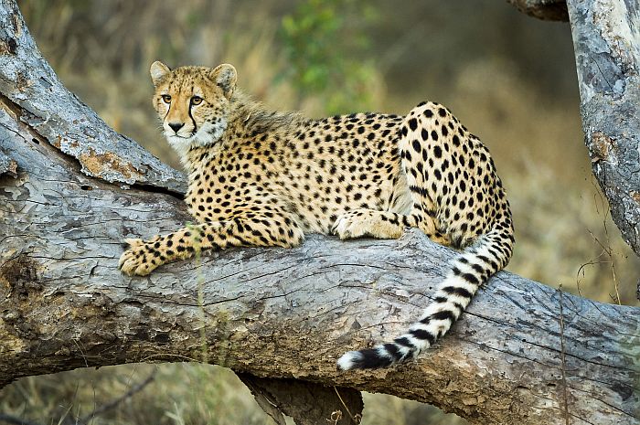 Thornybush cheetah