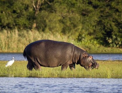 Coastal Maputaland - hippo in Isimangaliso wetlands park