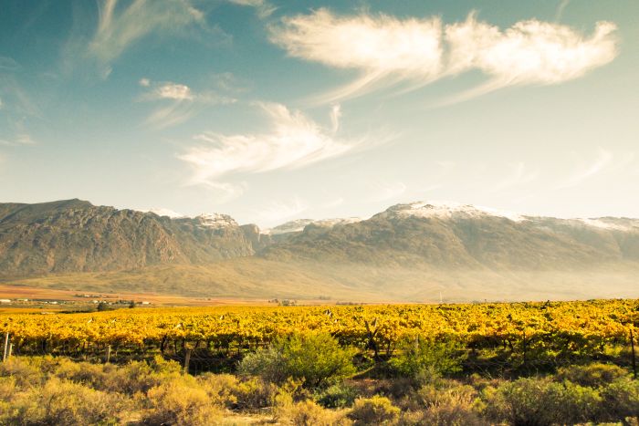 Cedarberg-Africa-Karoo-vineyard-landcape