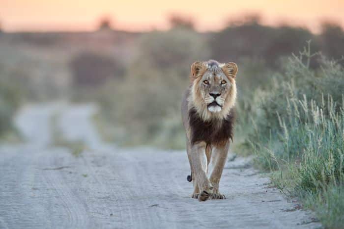 Cedarberg-africa-Kgalagadi-male-lion-700