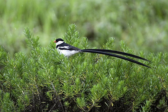 Nyika Plateau birding - long tailed shrike