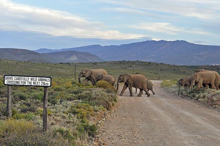 Cedarberg-Africa-Self-drive-Route 62-Sanbona-elephants