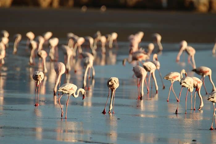 Flamingos at Lake Natron by Kate